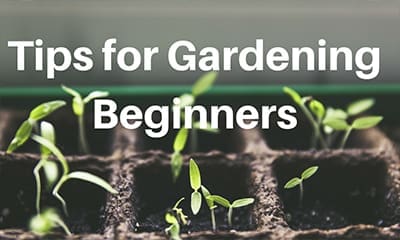 Beginners Tips to Gardening - AMJ